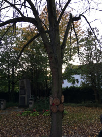 Friedpark Hörstein - einer der geschädigten Bäume