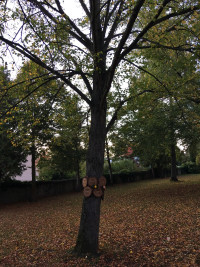 Noch ein Baum, der nicht gesund ausschaut!