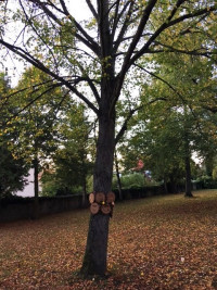 Zweiter geschädigter Baum