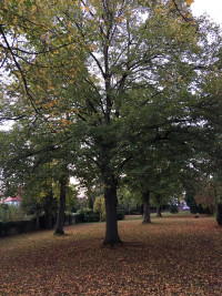 So sehen gesunde Bäume im Herbst aus.