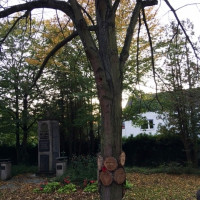 Duch Befestigung der Sterbetafeln geschädigte Bäume im Friedpark Hörstein